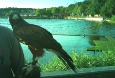 Rätselbild Rollo