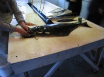 Norwegen: CP Bjørnvika Natursenter - Heilbutt