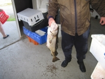Norwegen: CP Bjørnvika Natursenter - 7 kg Dorsch