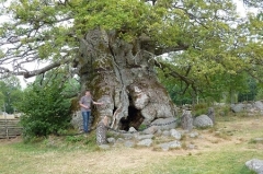 Rätsel - Baum