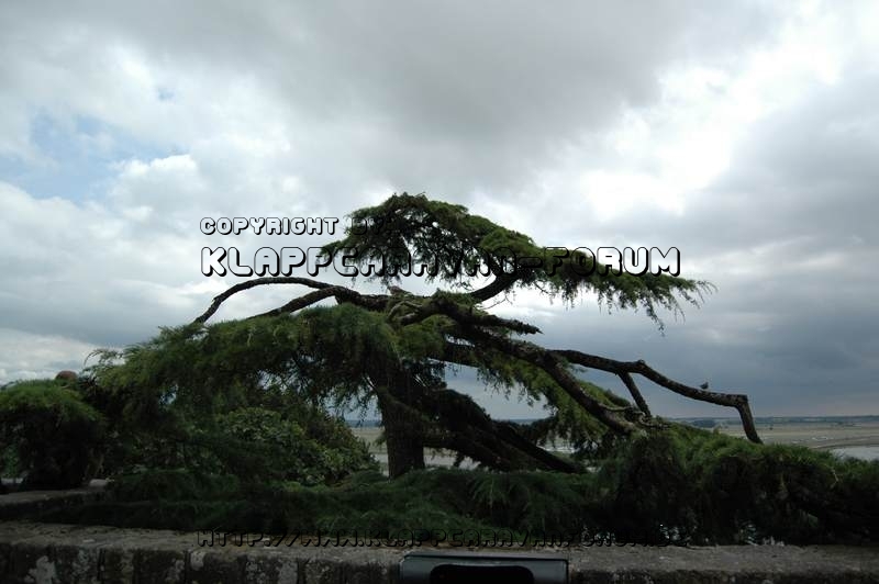 Windgebeutelter Baum an der Bretagne-Küste