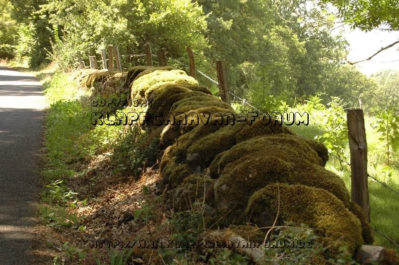 Steine mit Moos - bei St.-Côme d'Olt - Aveyron