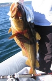Saltstraumen 6